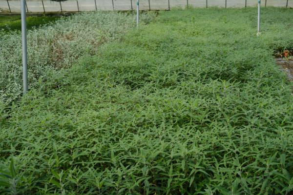 千屈菜怎么进行繁殖