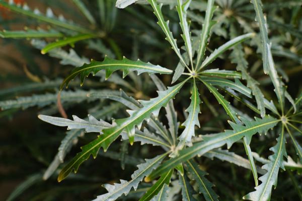 孔雀木怎么繁殖