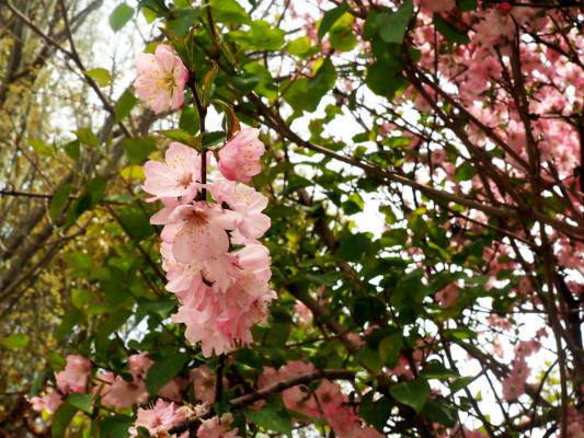 怎么让碧桃提早开花