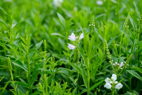 随意草怎么繁殖