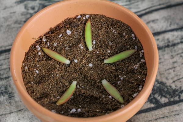想让多肉美上天！你必须学会这些养护技巧