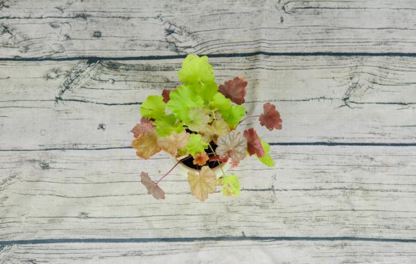 矾根的度夏和越冬