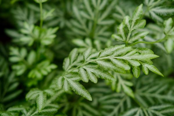 凤尾蕨的繁殖方法