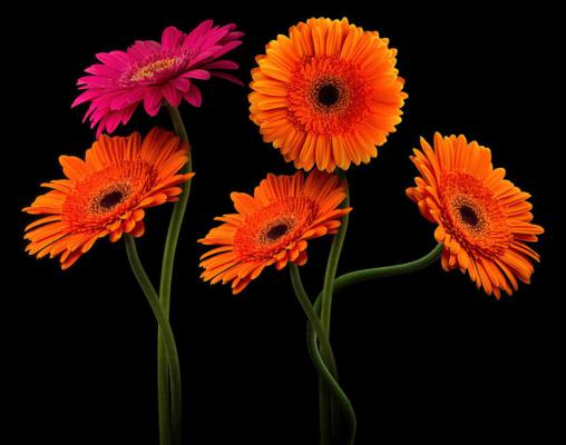 非洲菊瓶插怎样养护