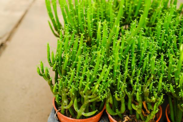 光棍树怎么扦插