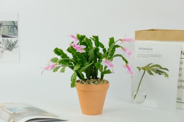 蟹爪兰怎么扦插繁殖