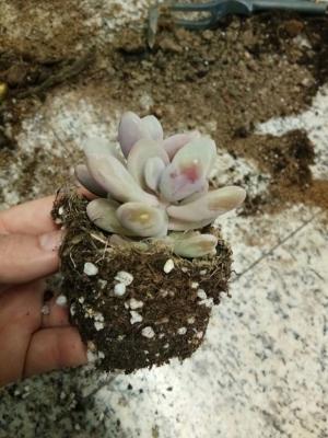 秋季多肉换盆十步走