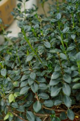 金鱼吊兰什么时候开花