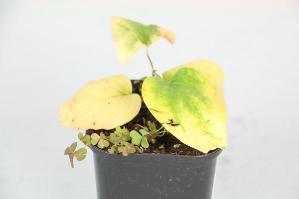 「经验」铁线莲夏季养护方法