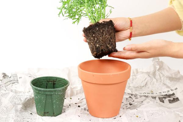 玛格丽特花怎么浇水