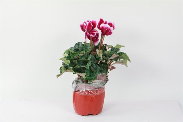 仙客来怎么繁殖