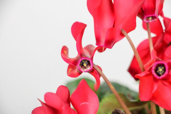 怎样才能让仙客来提前开花