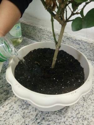 茉莉花施肥方法