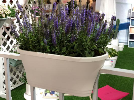 鼠尾草的繁殖方法