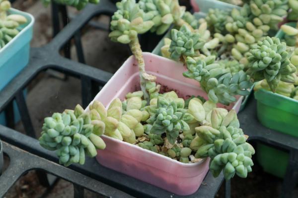 新玉缀的养殖方法