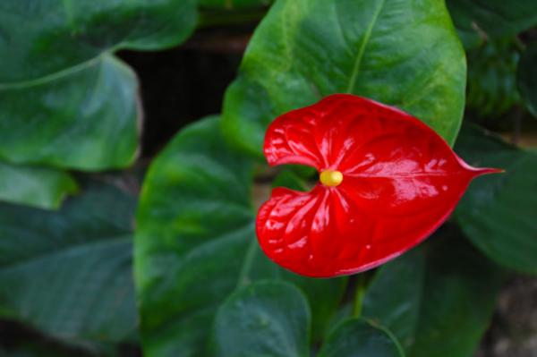 使红掌花繁叶茂的小方法