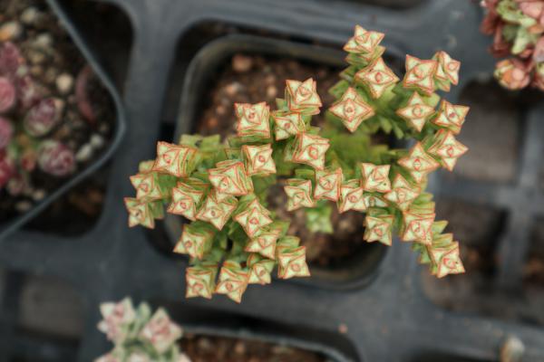 小米星怎么爆盆