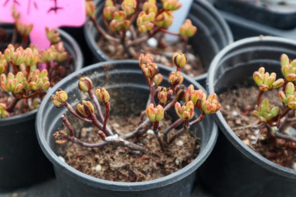 小人祭夏季怎么养