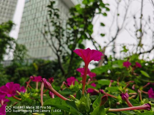 如何养好紫茉莉