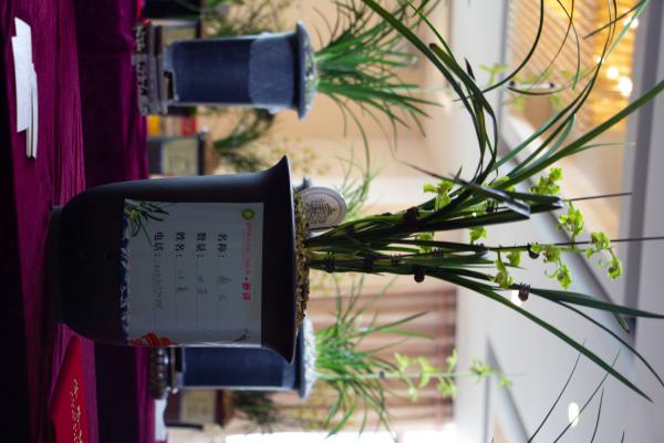 怎样进行干法养兰