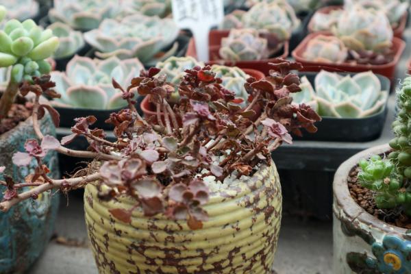 秋天，小球玫瑰怎么养出紫红色