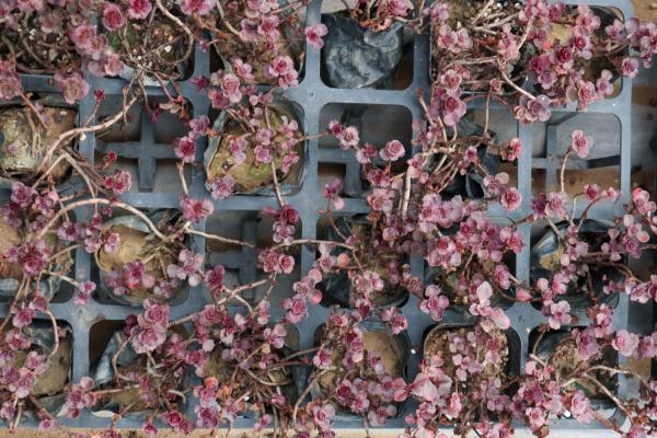 小球玫瑰怎么浇水