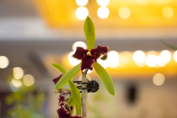 如何进行湿法养兰