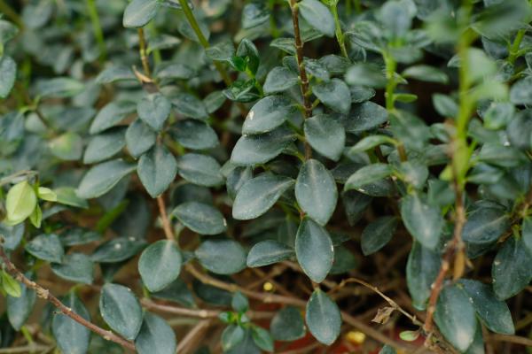 金鱼吊兰的扦插繁殖方法