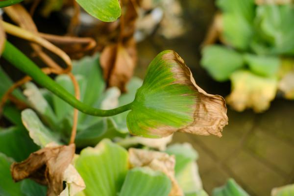 凤眼蓝的栽培方法