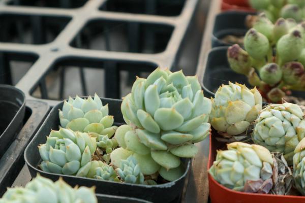 静夜徒长了怎么办