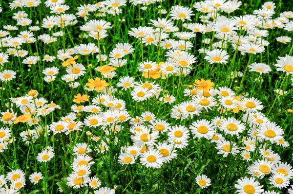 菊花如何室内越冬