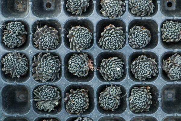 多肉植物怎么配土