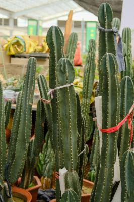 量天尺的四季养护