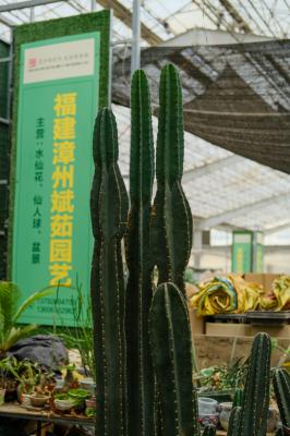 量天尺怎么修剪