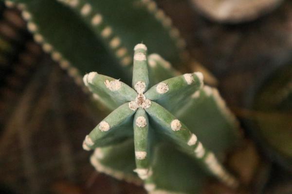 量天尺的扦插繁殖