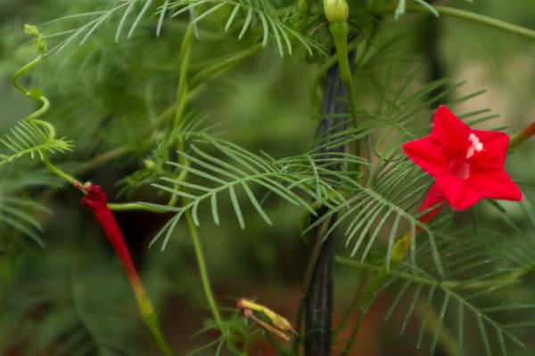 茑萝的繁殖方法