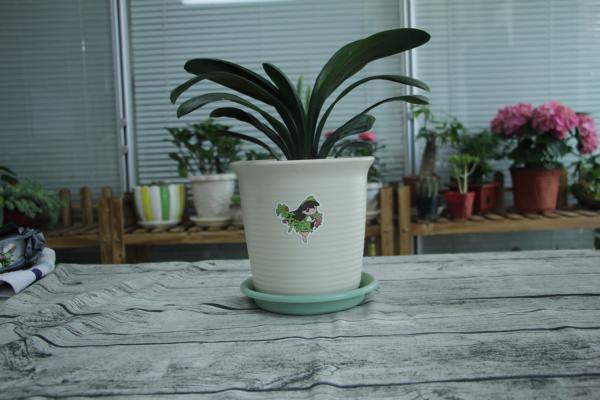 南方地区怎么养好君子兰