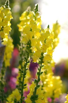 金鱼草花期怎么养护