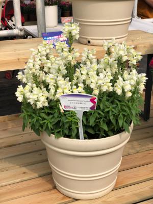 金鱼草的主要价值