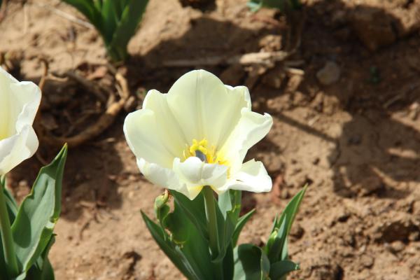 延长郁金香切花保鲜时间的技巧