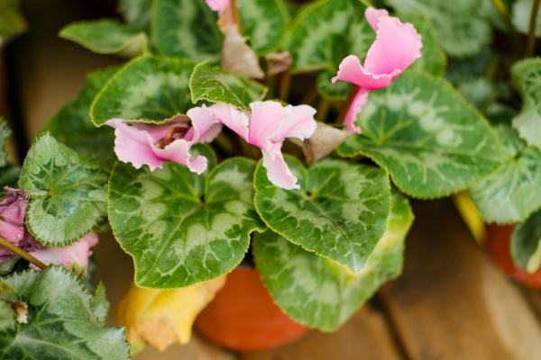 仙客来为什么花色会越开越淡