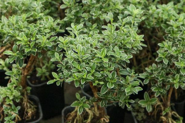 六月雪的繁殖方法