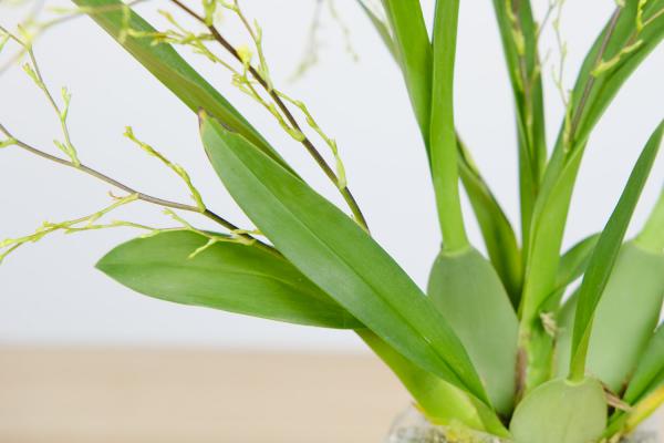 文心兰怎么换盆