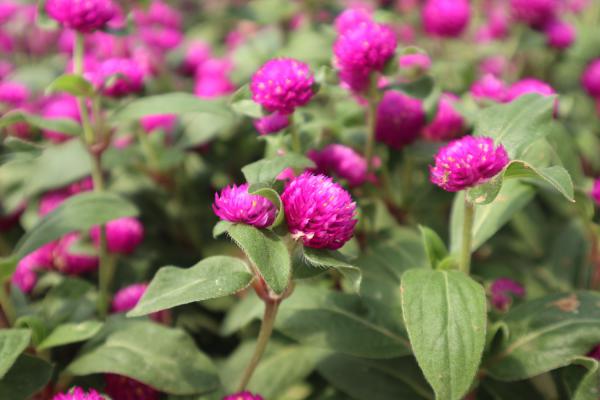 千日红的播种方法