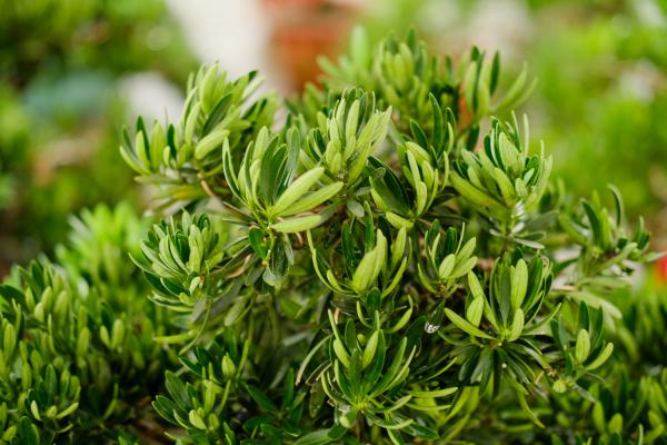 盆栽罗汉松怎么修剪