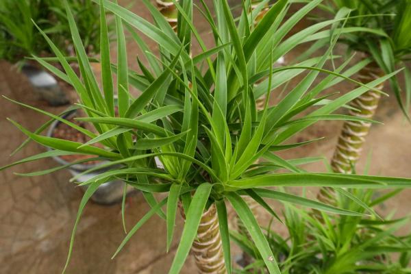 龙血树的繁殖方法