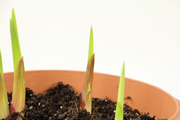 唐菖蒲（剑兰）怎么施肥