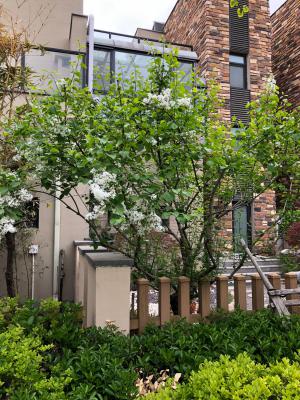 怎么让丁香长不高