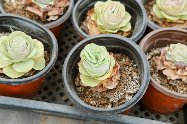 山地玫瑰的夏季养护