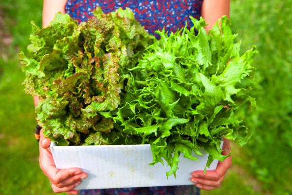 生菜根不要丢，可以种出新生菜